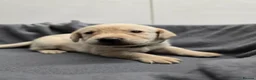 Labrador Retriever dogs for sale: Gorgeous labrador puppies for sale  in Thetford - Advert 11