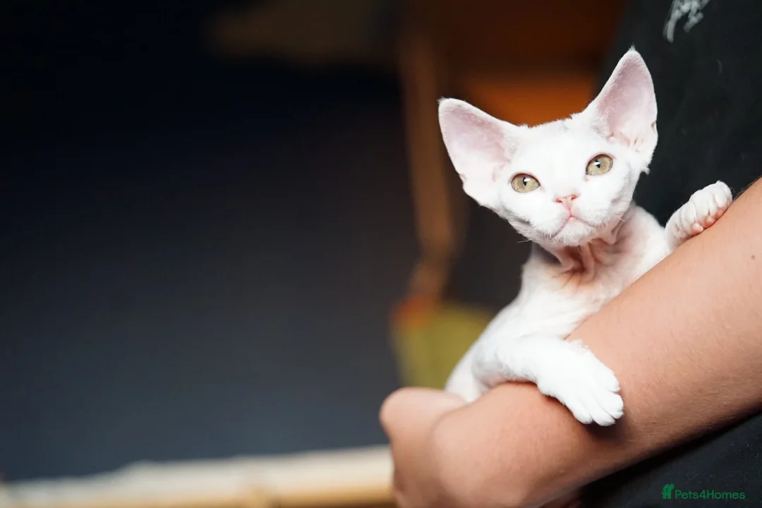 Devon Rex cats for sale: White Female Kitten Available 🤍 - Advert 2
