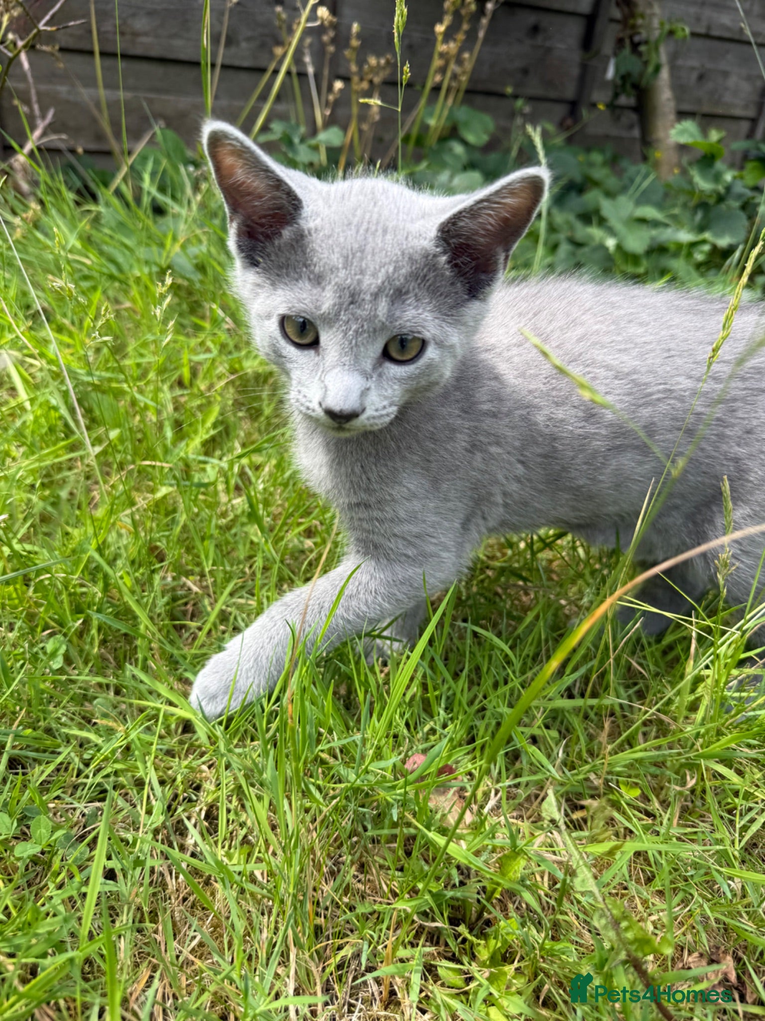Russian Blue cats Purebred Russian Blue kittens! - Advert 1