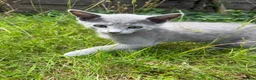 Russian Blue cats for sale: Purebred Russian Blue kittens! - Advert 1