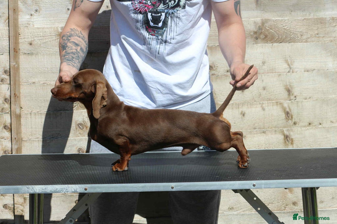 Miniature Dachshund dogs for sale: True Miniature Dachshund Puppies - Advert 26