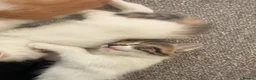 Mixed Breed cats for sale: 5 gorgeous playful little ones  - Advert 16