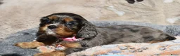 Cavalier King Charles Spaniel dogs for sale: Health Tested Parents-beautiful puppies - Advert 28