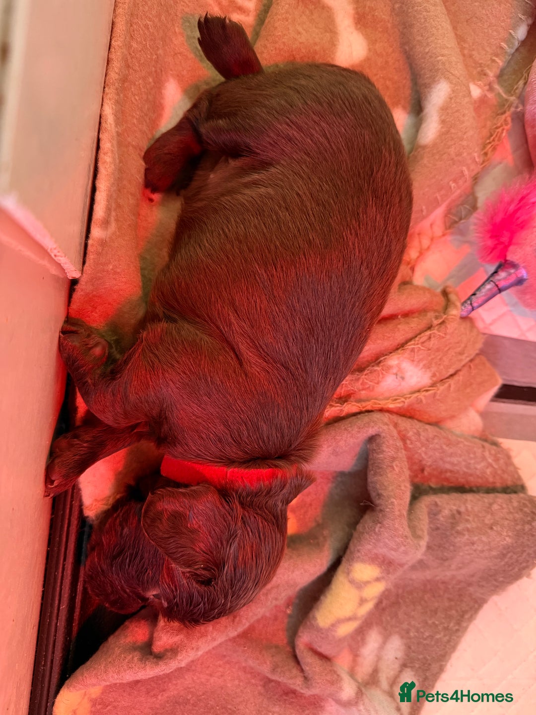 Cocker Spaniel dogs for sale: Working Cocker Spaniels - Advert 8