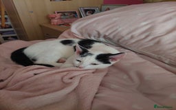 British Shorthair cats for sale: Black and white male 13 week kitten  - Image 1
