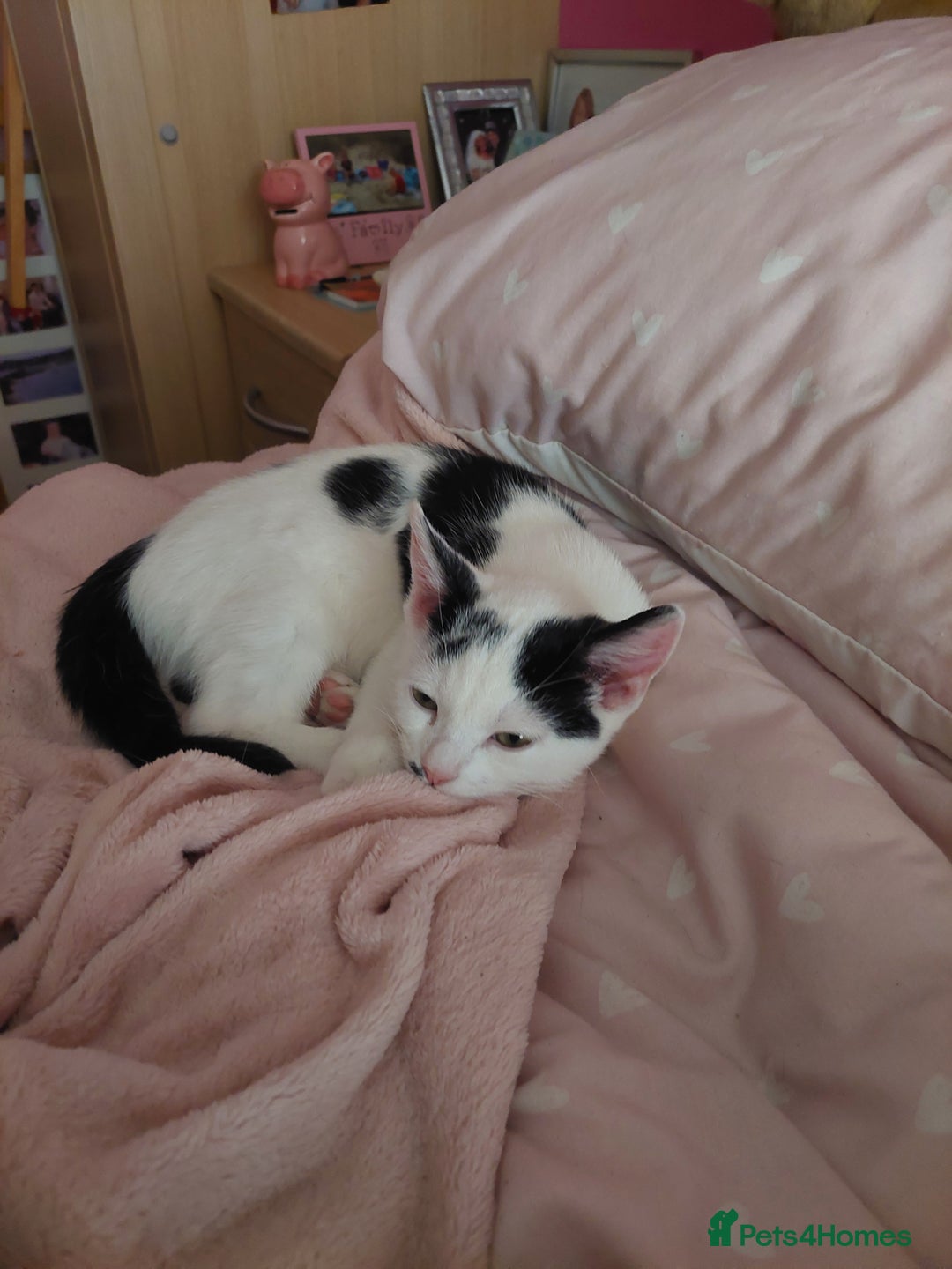 British Shorthair cats for sale: Black and white male 13 week kitten  - Image 1