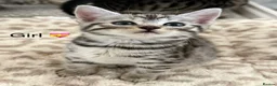 Bengal cats for sale: 5 Baby Bengal kittens  in Rhyl - Advert 14