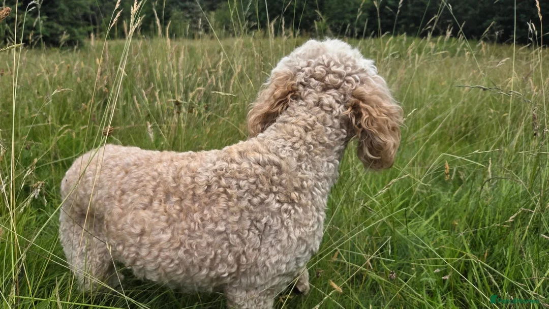 Miniature Poodle dogs for sale: Mini poodle in Burnley - Advert 2