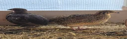 Quail poultry for sale: Quail - Males - Advert 10