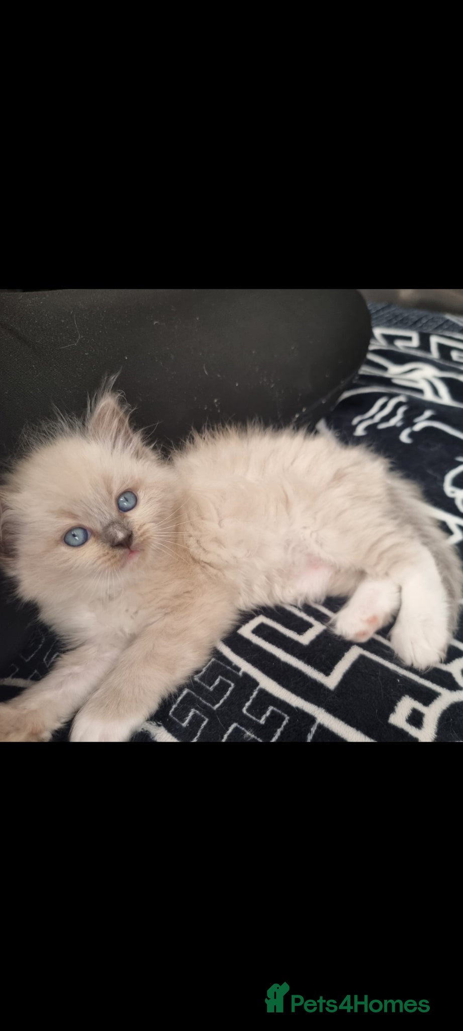 Ragdoll cats Ragdoll  kittens - Advert 2