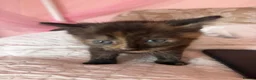 Mixed Breed cats for sale: Stunning kittens - Advert 6