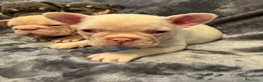 French Bulldog 3