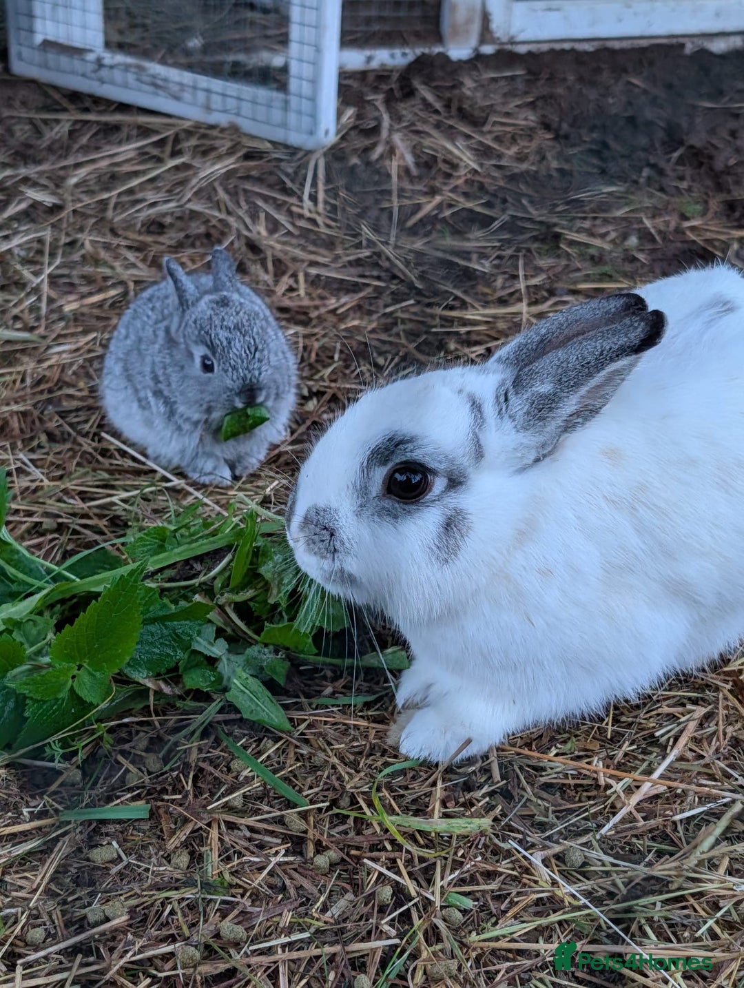 Netherland Dwarf rabbits for sale: Gorgeous Netherland Dwarf Rabbits - Advert 4