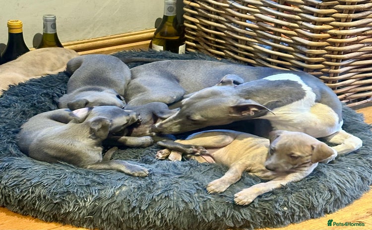Whippet dogs - Advert 3