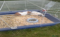 Guinea Pig rodents for sale: Guineea pigs for free - Image 4