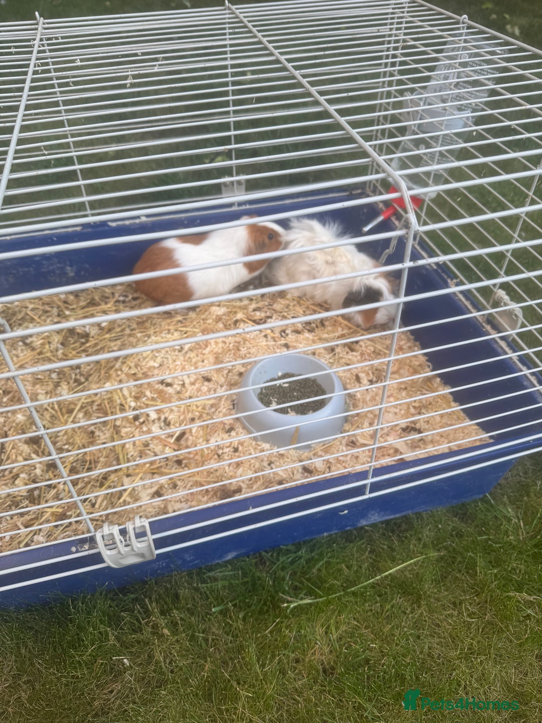 Guinea Pig rodents for sale: Guineea pigs for free - Image 4
