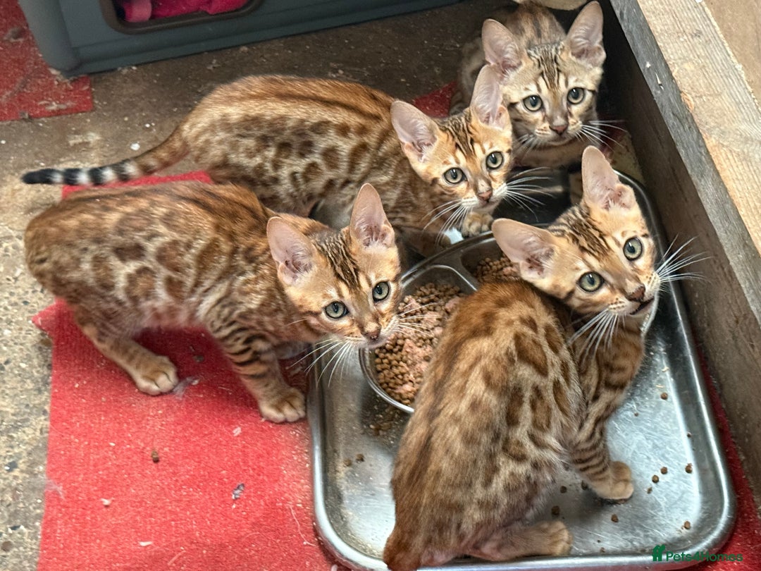 Bengal cats for sale: Bengal kittens stunning litter ready now boys girl - Image 5