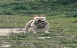 French Bulldog dogs for stud: 🔥 PLATINUM LILAC & TAN FLUFFY - WELL PROVEN- KC   in Blackpool - Image 2