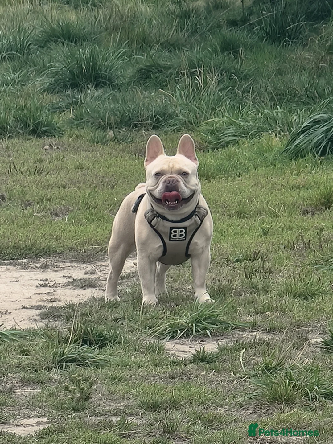 French Bulldog dogs for stud: 🔥 PLATINUM LILAC & TAN FLUFFY - WELL PROVEN- KC   in Blackpool - Advert 2