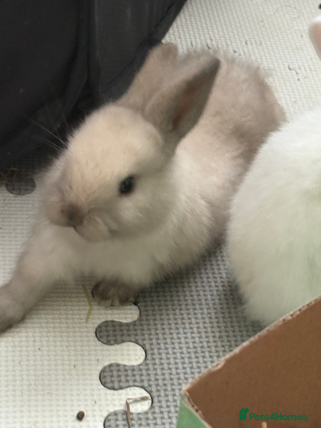 Dwarf Lop rabbits for sale: Dwarf lop fluffy baby bunnies - Image 17