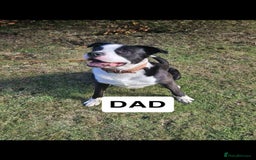 Mixed Breed dogs for sale: PressaXAmerican bull dog  - Image 1