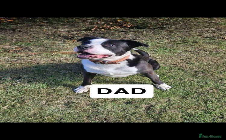 Mixed Breed dogs - Advert 2