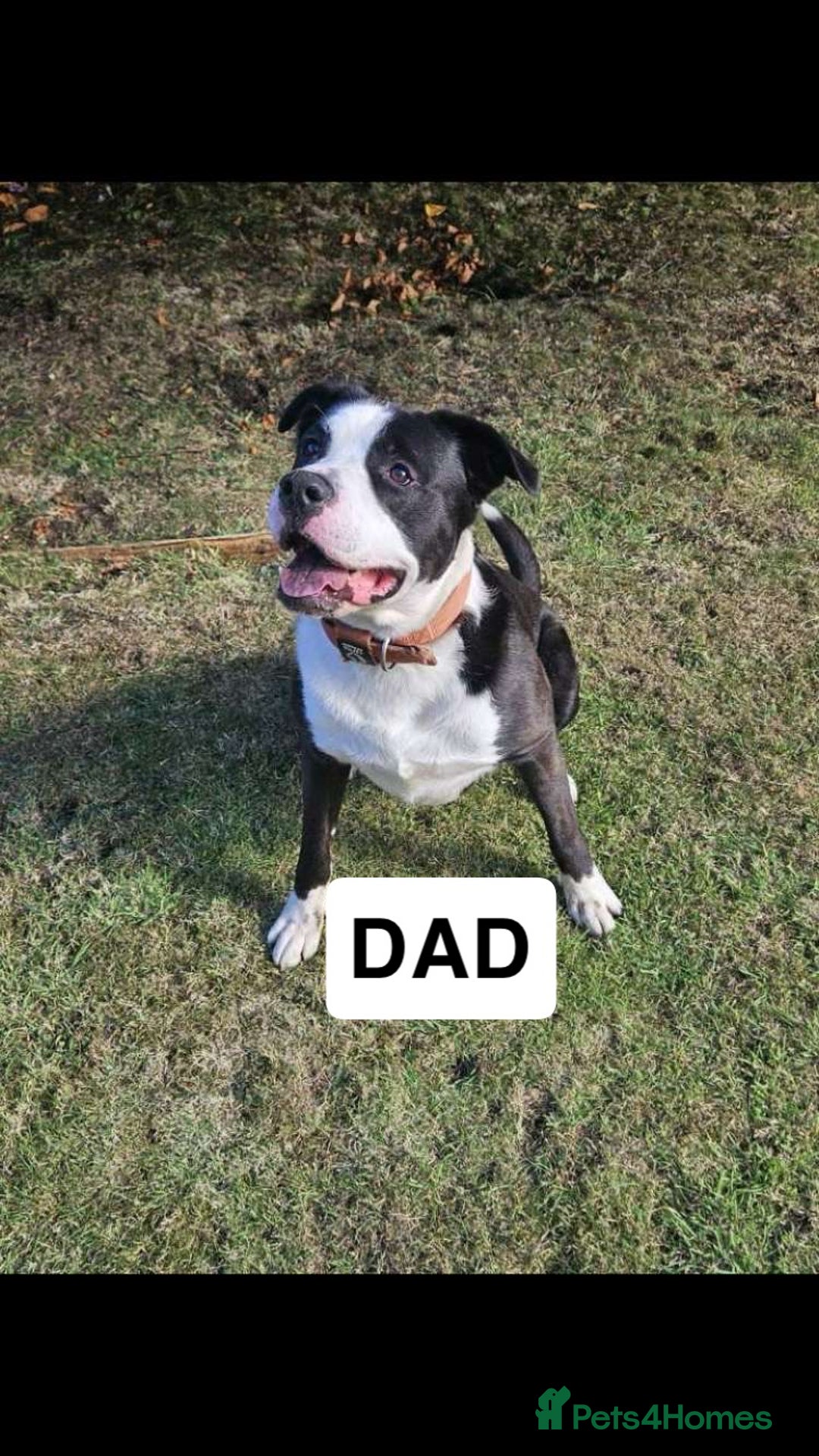 Mixed Breed dogs for sale: PressaXAmerican bull dog  - Image 1