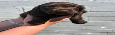 Cocker Spaniel 7