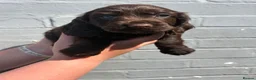 Cocker Spaniel dogs for sale: Cocker spaniel puppies from health tested parents  - Advert 9
