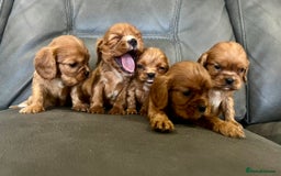 Cavalier King Charles Spaniel dogs for sale: 🐶 KC, RUBY RED cavalier King Charles !!!!  - Image 1