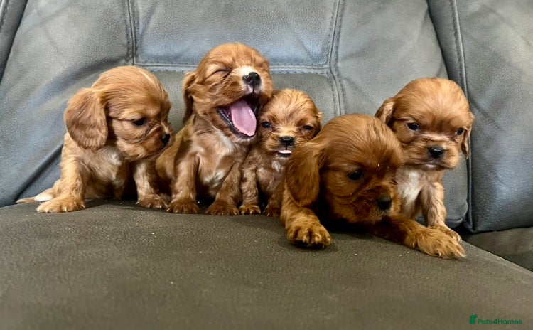 Cavalier King Charles Spaniel dogs - Advert 6
