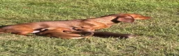 Dachshund dogs for sale: Mini daxi in Bridgend - Advert 12