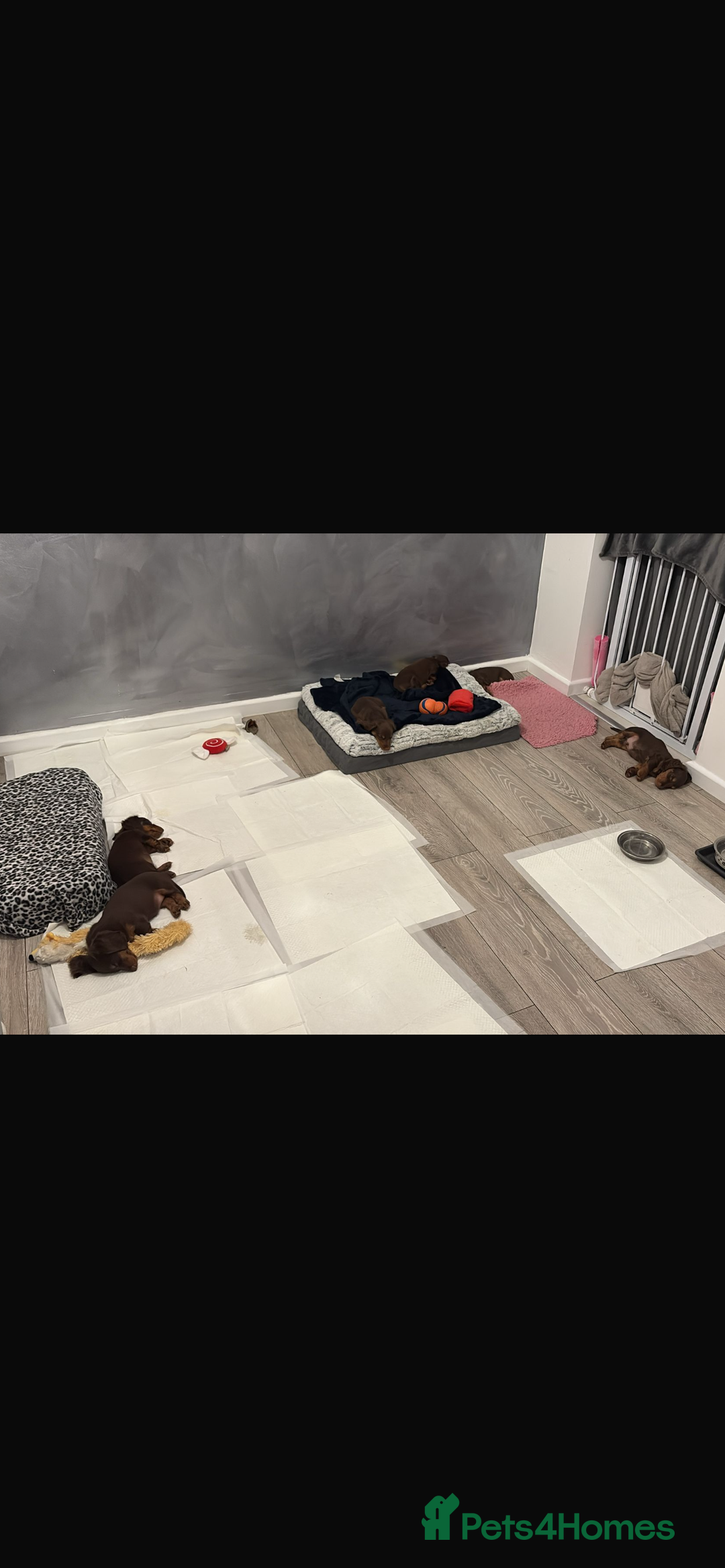 Miniature Dachshund dogs for sale: PRICE REDUCED Cute long hair chocolate dachshunds  - Advert 31