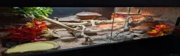Gecko reptiles for sale: Viper Geckos Juveniles and Sub-Adults - Advert 4