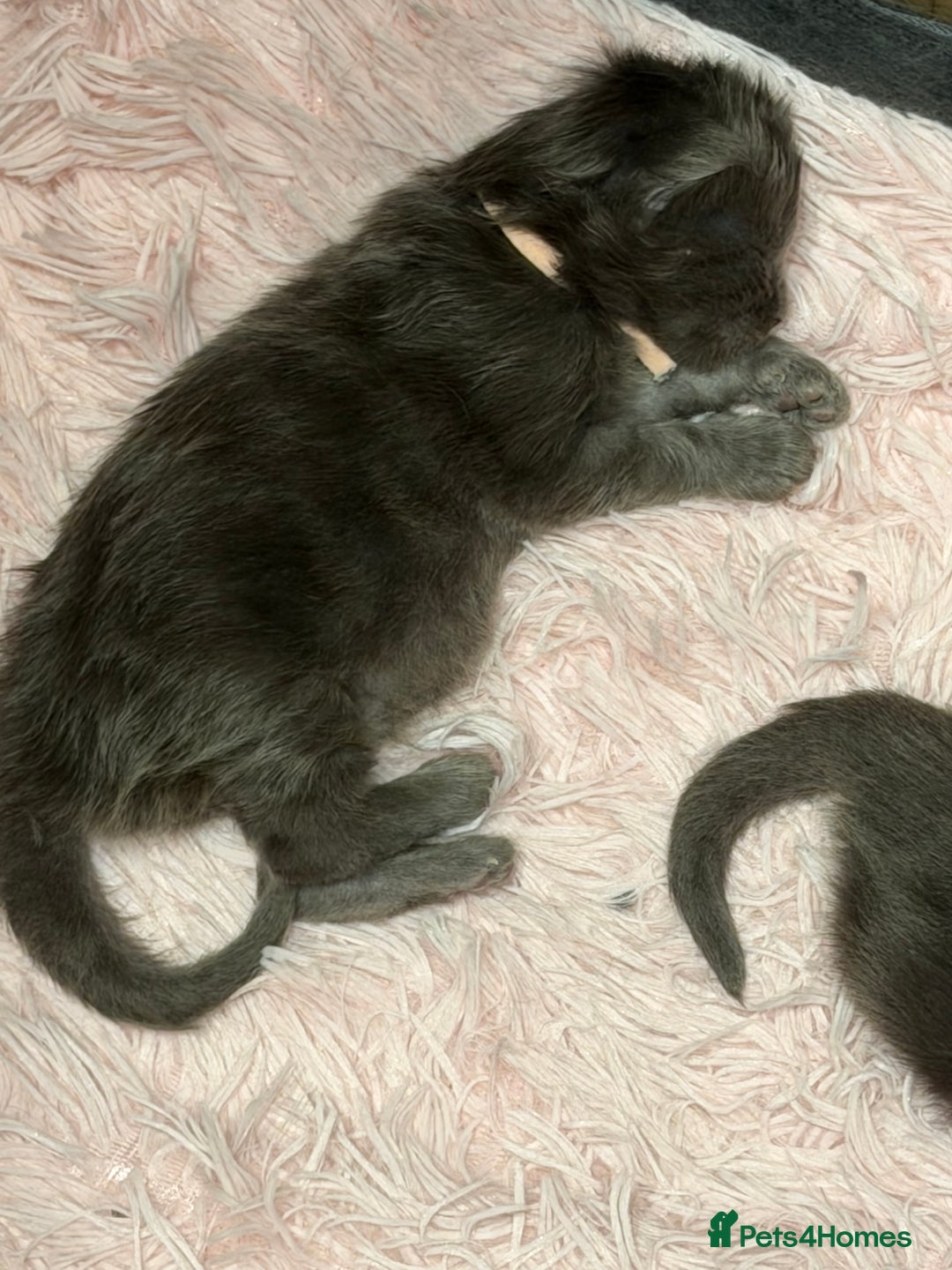 Maine Coon cats for sale: XXL MAINECOON MALE KITTENS  - Advert 8