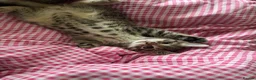 Mixed Breed cats for sale: 4x tabby boys looking for loving forever home  - Advert 4