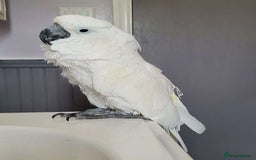 Cockatoo birds for sale: Umbrella Cockatoo Babies - Image 4