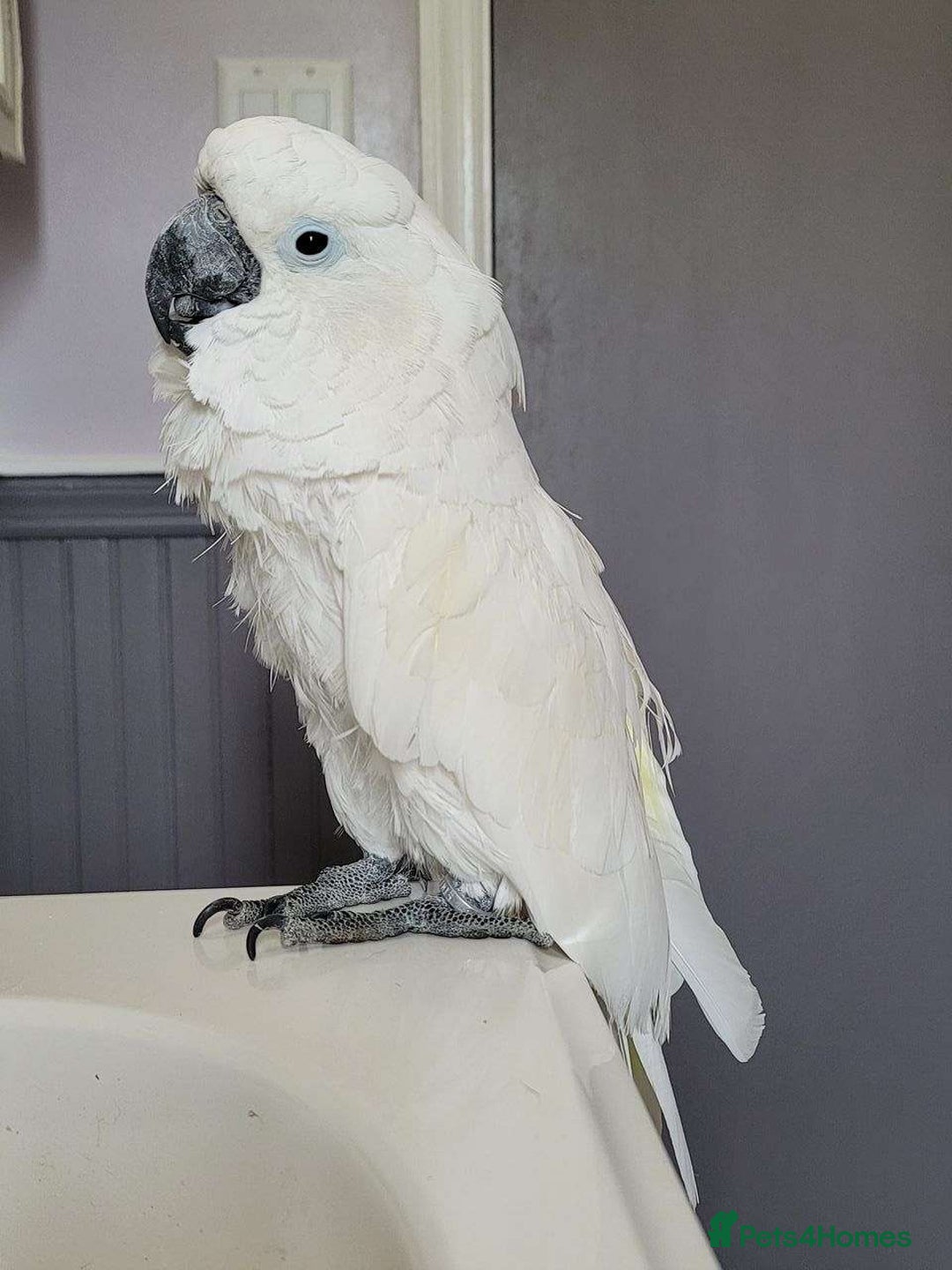 Cockatoo birds for sale: Umbrella Cockatoo Babies - Image 4