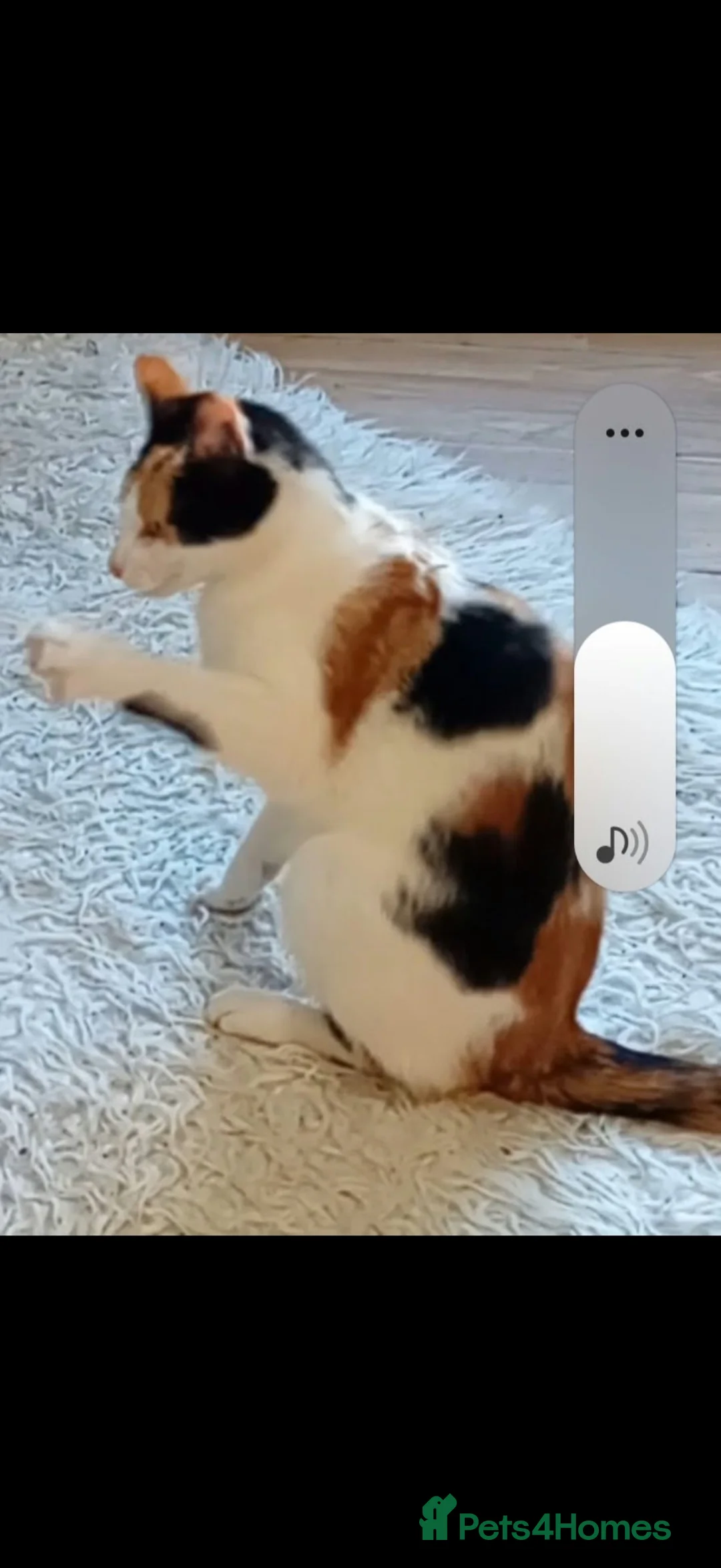Mixed Breed cats for sale: Girl cat  - Advert 2