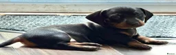 Dachshund dogs for sale: 6 Dachshund beautiful puppies for sale - Advert 22