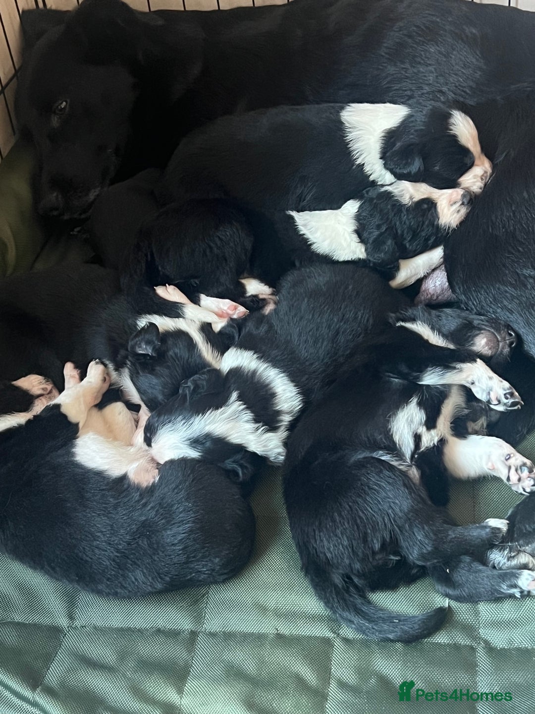 Border Collie dogs for sale: Male Collie *massively reduced price* - Advert 2