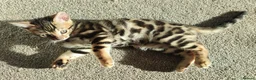 Bengal cats for sale: Stunning Bengal kittens for sale - Advert 7