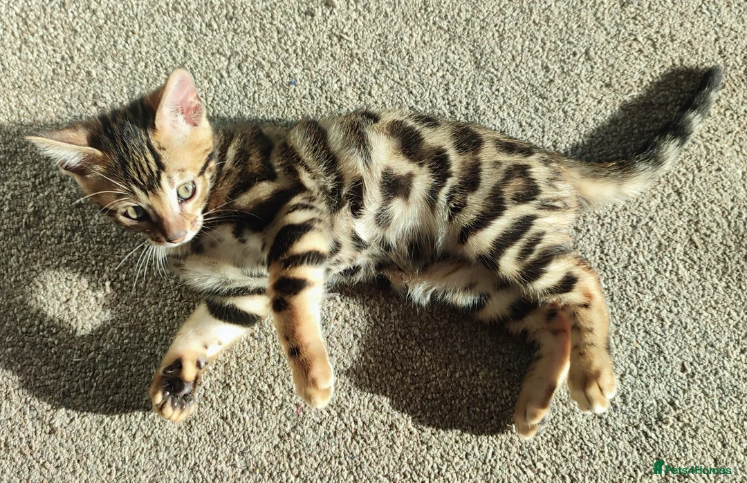 Bengal cats for sale: Stunning Bengal kittens for sale - Advert 7