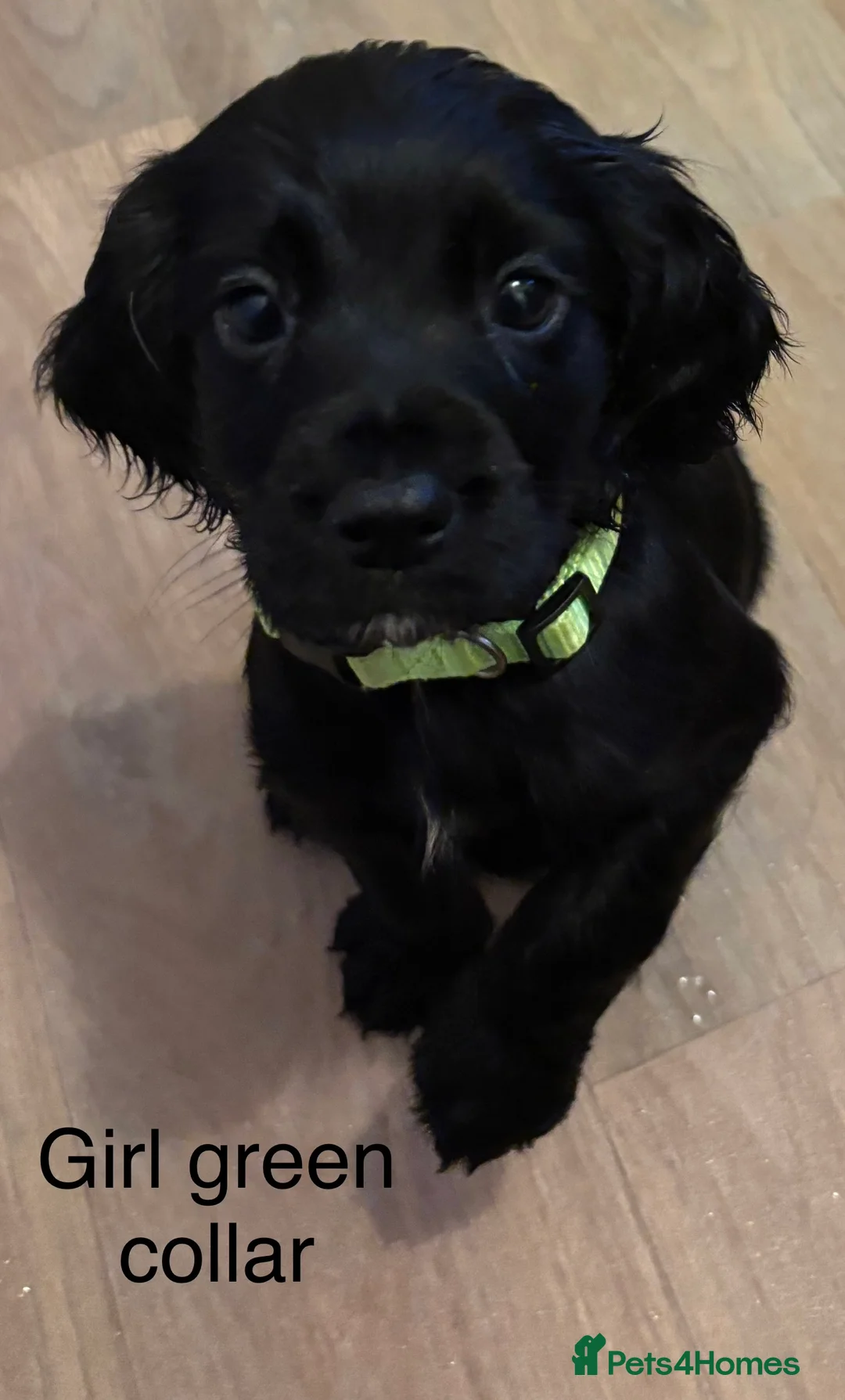Cocker Spaniel dogs for sale: Cocker Spaniel Puppies  - Advert 25