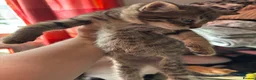 Mixed Breed cats for sale: 3 Adorable kittens ready to leave very soon - Advert 8