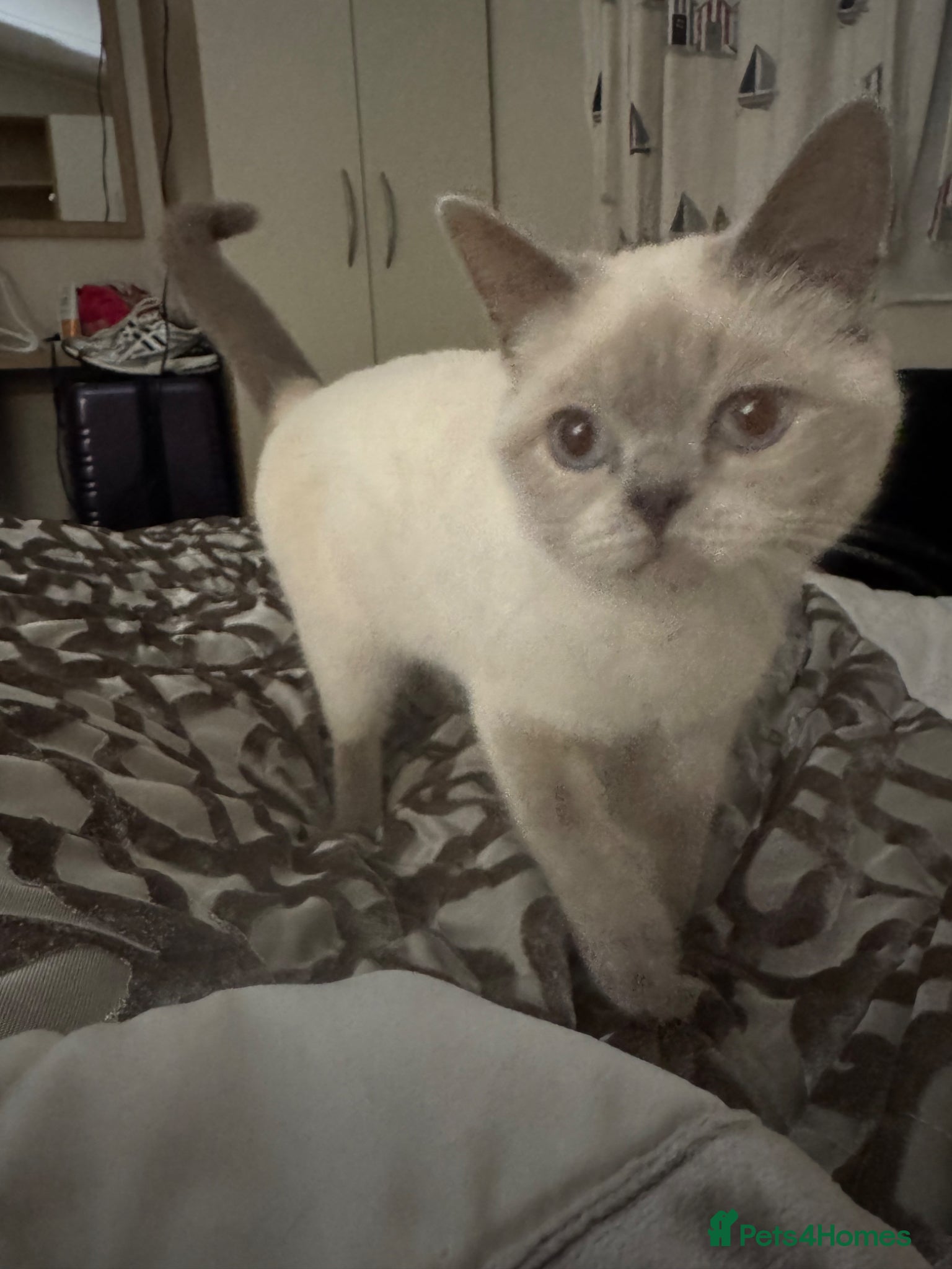 British Shorthair cats Snowbell - Advert 2