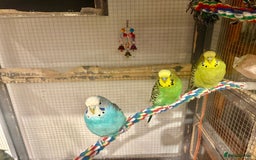 Budgerigars birds for sale: Budgies for sale - Image 35