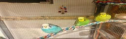 Budgerigars birds for sale: Young Budgies for sale - Advert 35