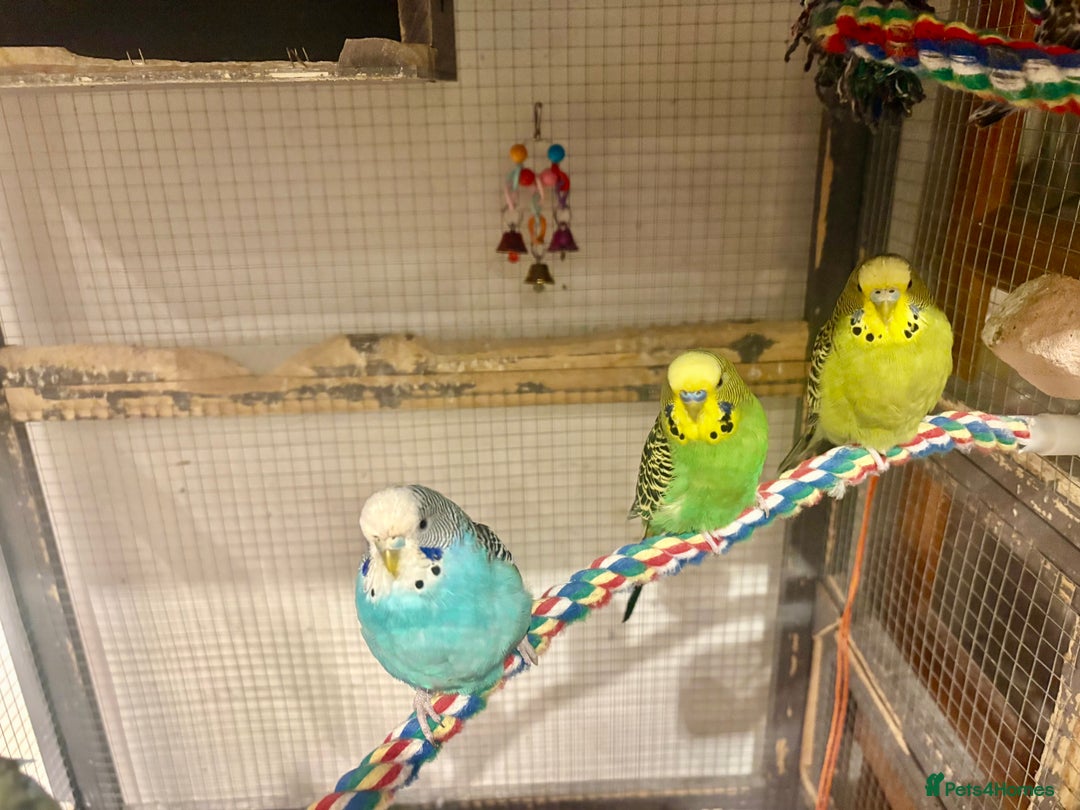 Budgerigars birds for sale: Budgies for sale - Image 35
