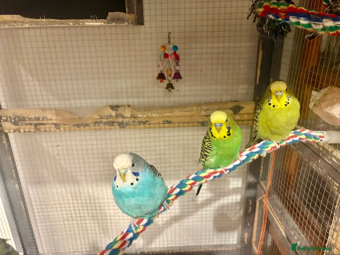 Budgerigars birds for sale: Young Budgies for sale - Advert 35